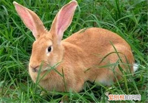 虎皮黄兔价格,虎皮黄肉兔