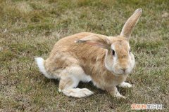 虎皮黄兔多少钱一只，豫丰黄兔多少钱一只