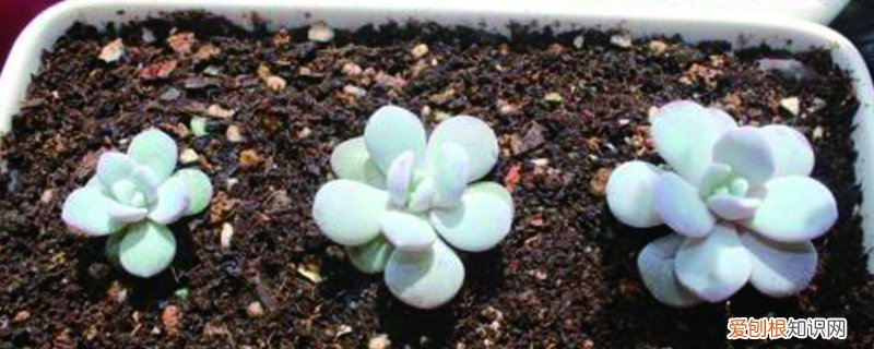 雪莲浇水多少合适呢 雪莲浇水多少合适