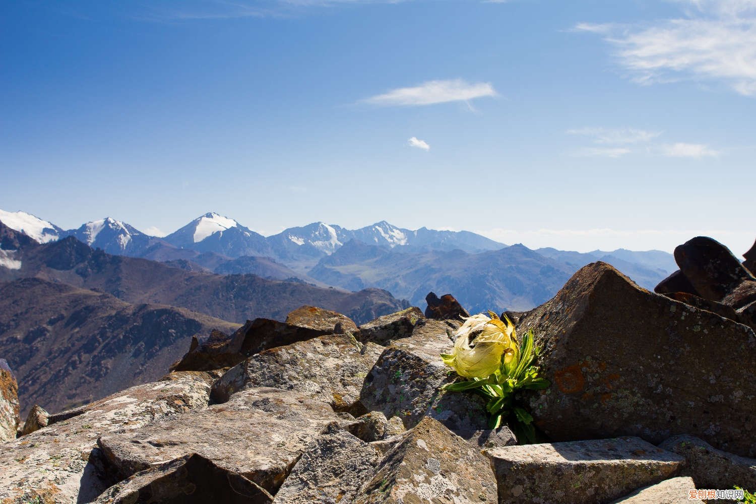 雪莲浇水多少合适呢 雪莲浇水多少合适