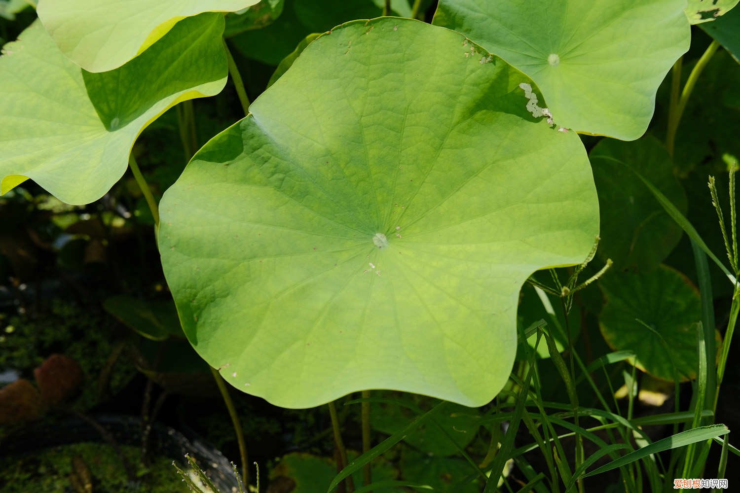 荷花要放多少水 养荷花水放多少合适
