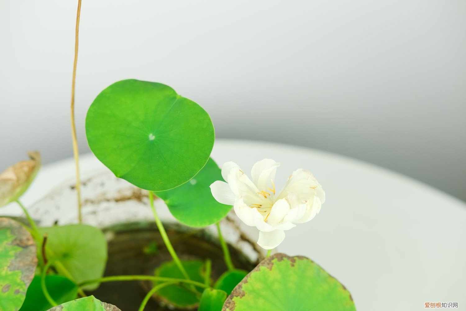 碗莲多长时间施一次肥 碗莲一般栽多少天后施肥