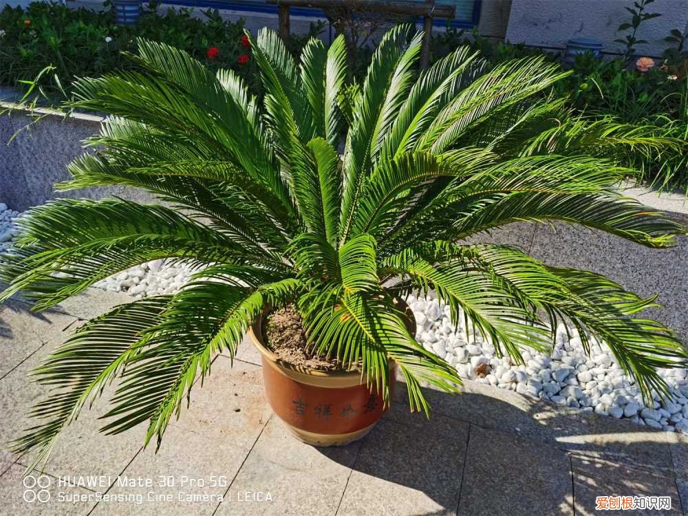 铁树怎么浇水,铁树浇水方法 铁树盆栽一次浇多少水呢