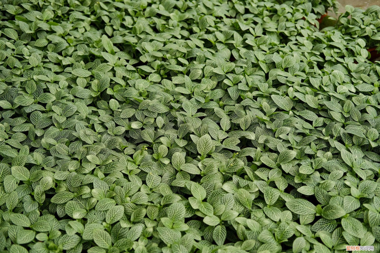 网纹草多少天浇一次水啊 网纹草多少天浇一次水