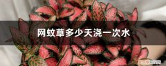 网纹草多少天浇一次水啊 网纹草多少天浇一次水