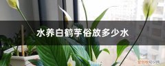 如何养白鹤芋 水养白鹤芋需放多少水