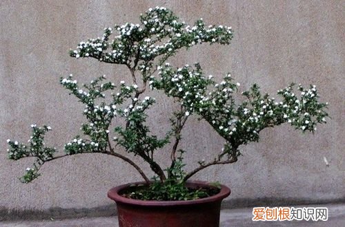 图 六月雪什么时候修剪 六月雪怎么修剪