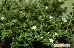 图 六月雪什么时候修剪 六月雪怎么修剪