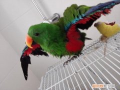 折衷鹦鹉吃什么蔬菜，折衷鹦鹉不能吃什么