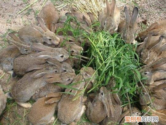 中国野兔饲养，中国野兔品种