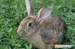海南兔吃什么，什么动物吃海兔