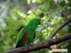 折衷鹦鹉喂什么，折中鹦鹉吃什么饲料