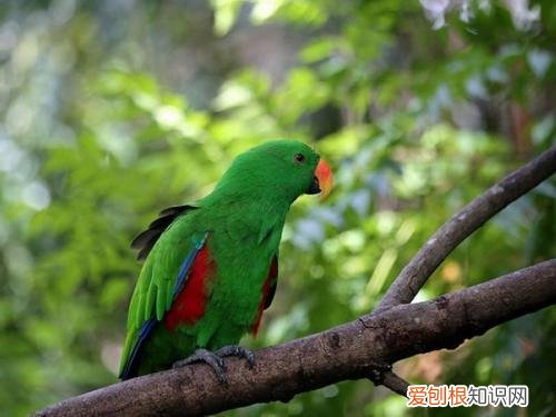 折衷鹦鹉喂什么，折中鹦鹉吃什么饲料