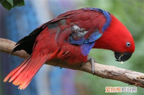 折衷鹦鹉喂什么，折中鹦鹉吃什么饲料