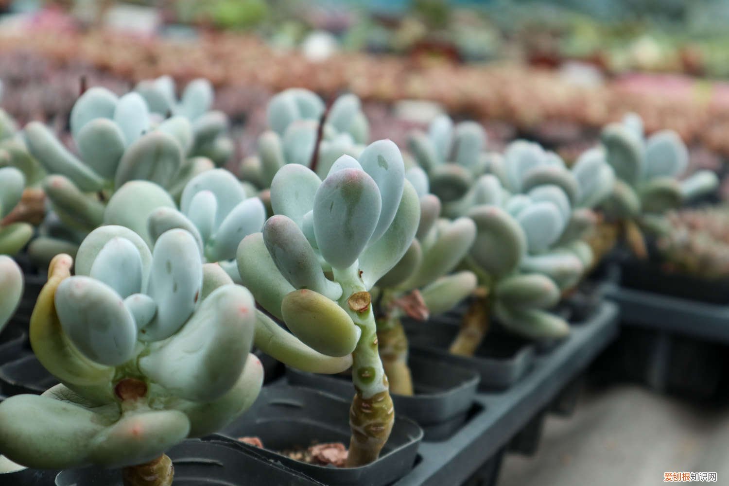 肉肉花浇水什么时候浇一次 肉肉浇水需要浇多少