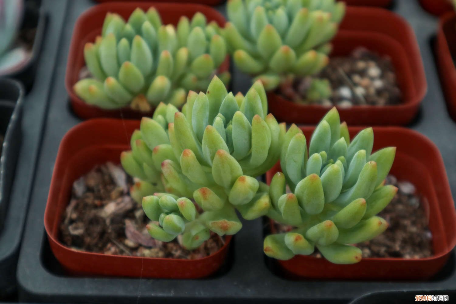 肉肉花浇水什么时候浇一次 肉肉浇水需要浇多少