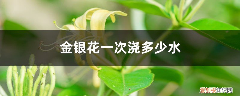 金银花水能浇花吗 金银花一次浇多少水