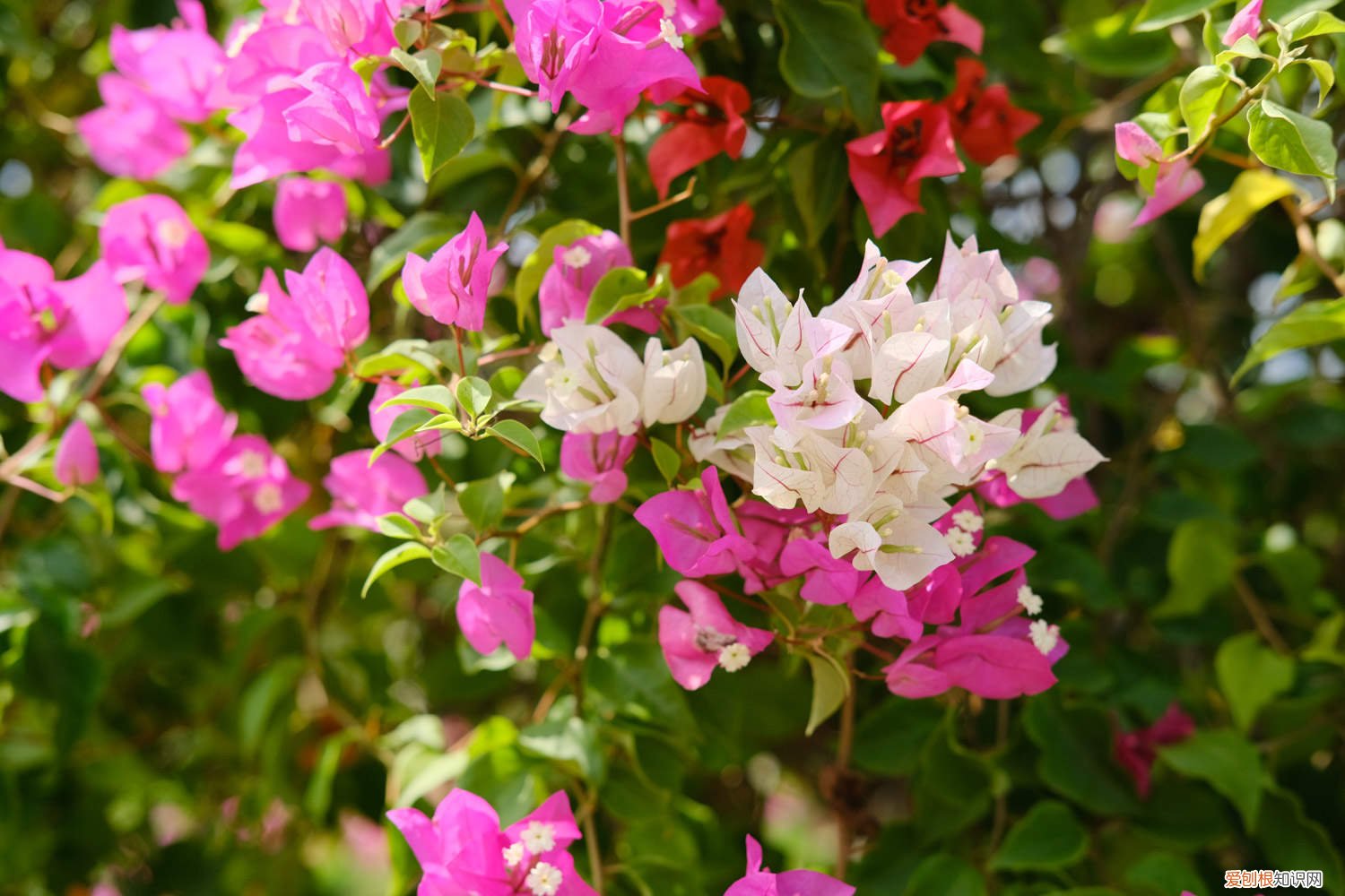 换盆后三角梅浇多少水比较好 换盆后三角梅浇多少水