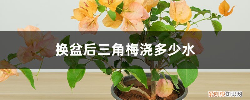 换盆后三角梅浇多少水比较好 换盆后三角梅浇多少水