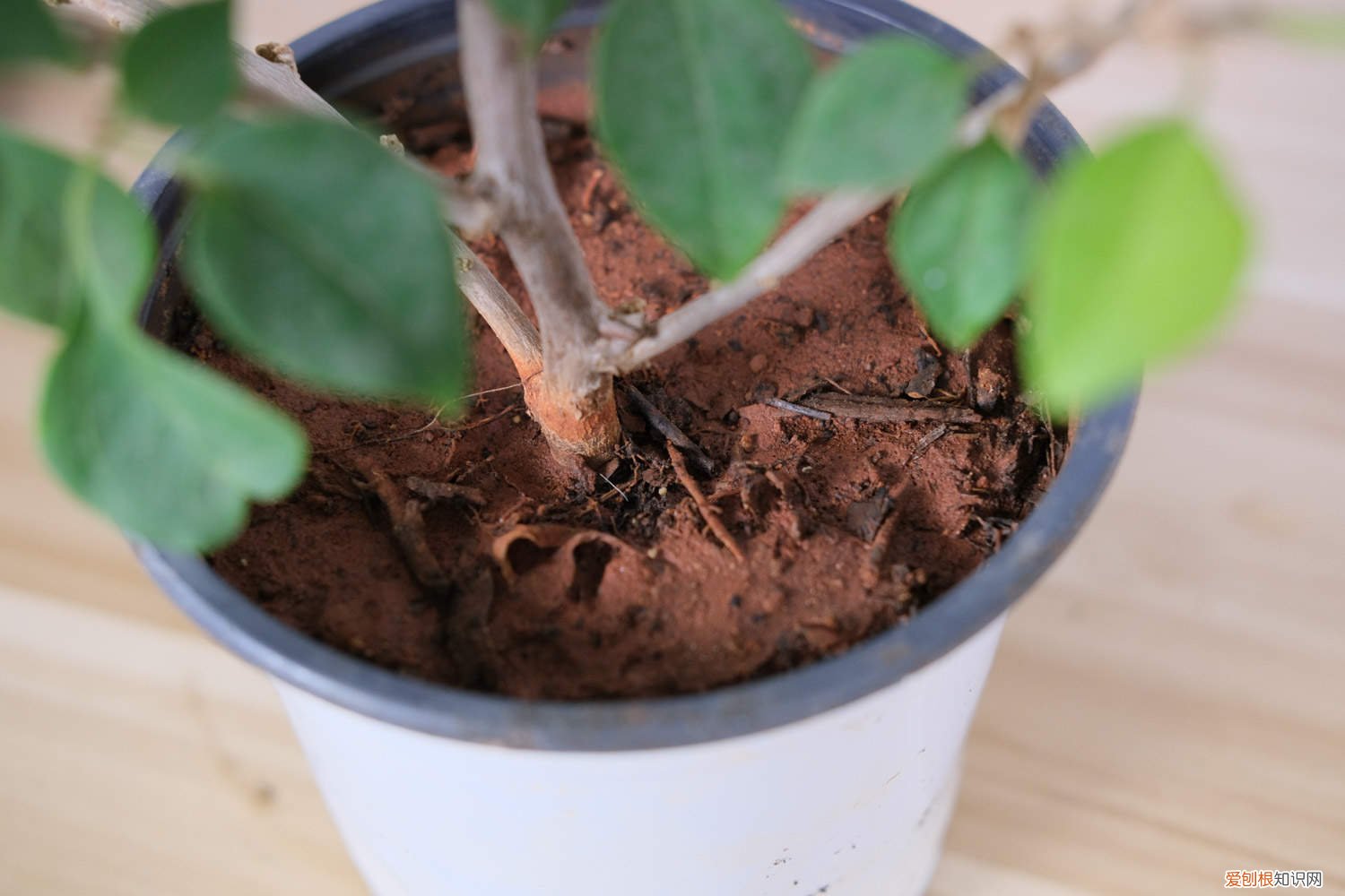 换盆后三角梅浇多少水比较好 换盆后三角梅浇多少水