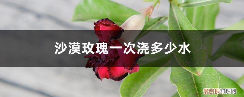 沙漠玫瑰花多久浇一次水 沙漠玫瑰一次浇多少水