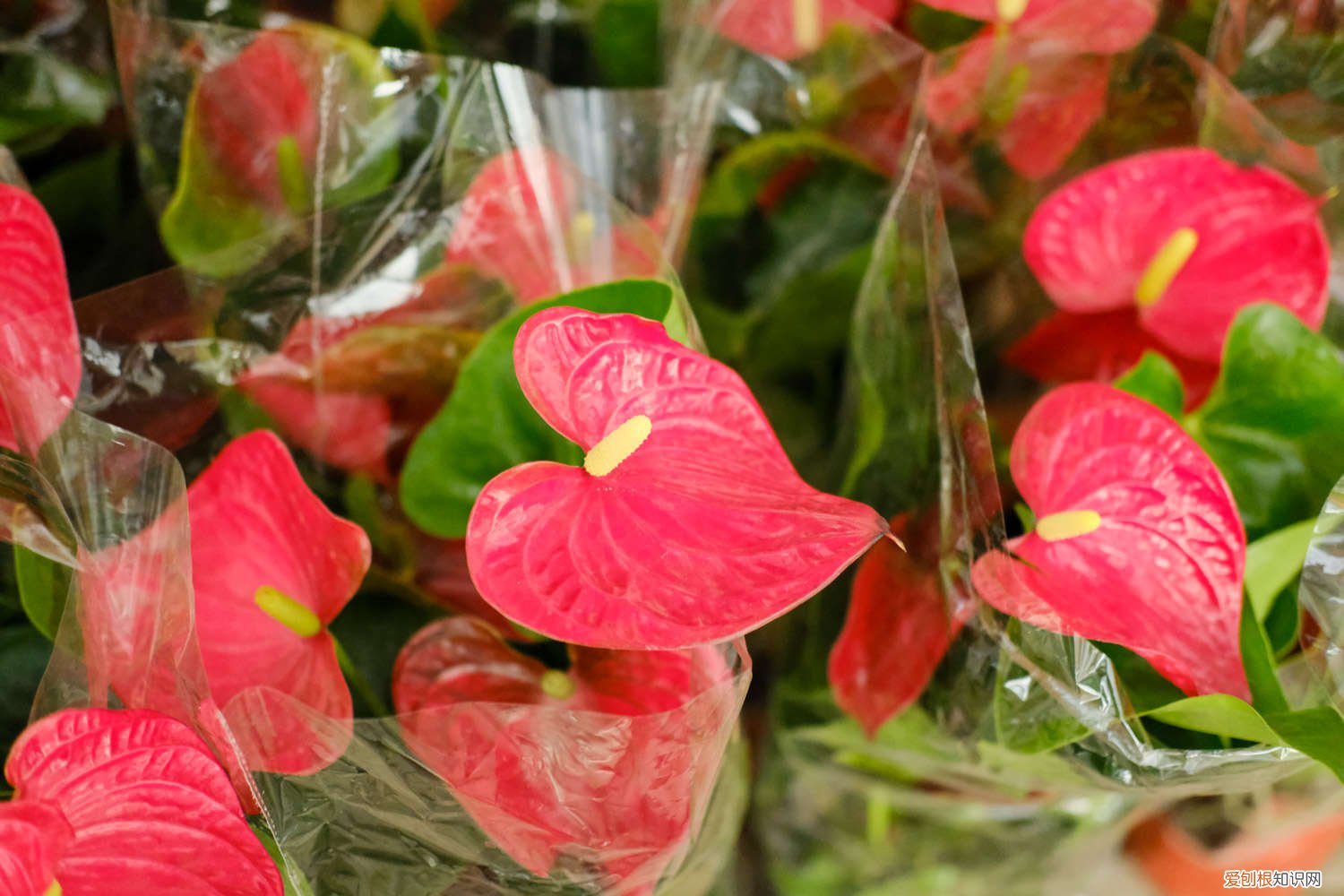 火鹤花水培怎么养 火鹤花水培加多少水