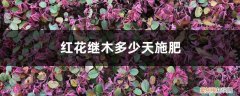 秋天红花继木要天天浇水吗 红花继木多少天施次肥