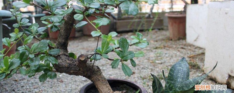 福建茶盆景多久浇一次水 福建茶盆景多少时间浇次水