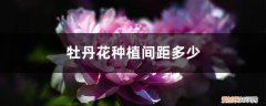 牡丹花种植间距多少合适 牡丹花种植间距多少