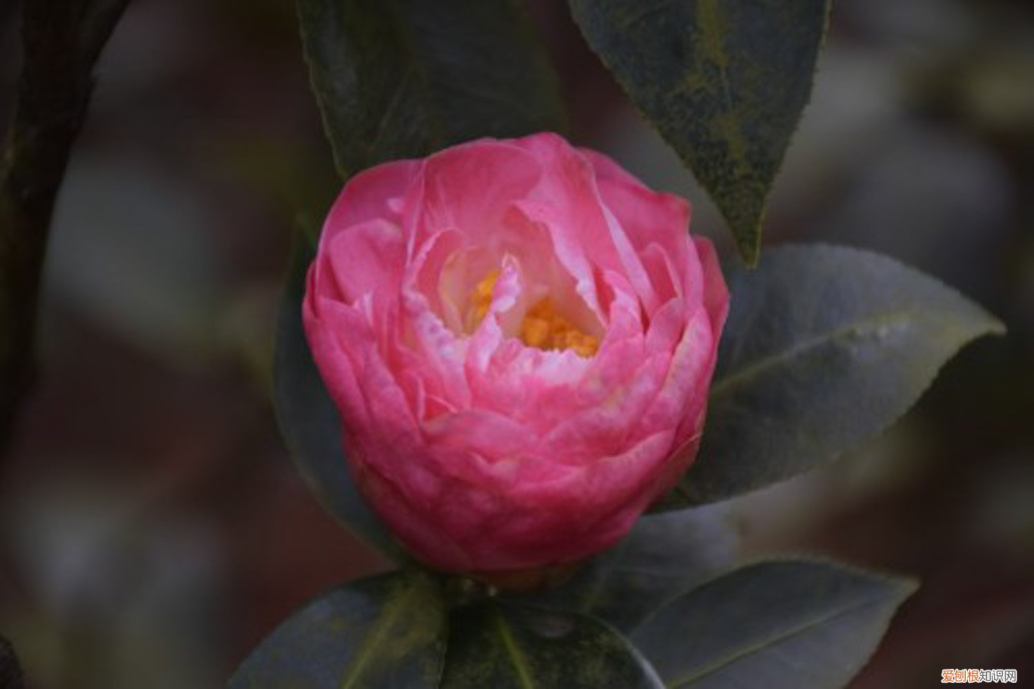 山茶树栽种株距多少 栽山茶株距行距是多少