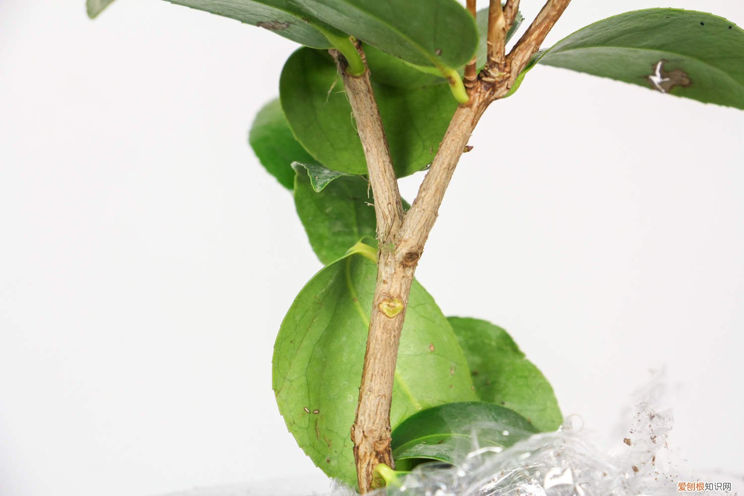 山茶树栽种株距多少 栽山茶株距行距是多少