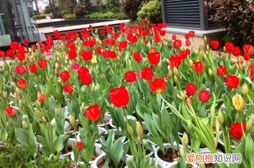 图 郁金香怎么种植 郁金香种植方法与技巧