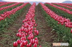 图 郁金香怎么种植 郁金香种植方法与技巧
