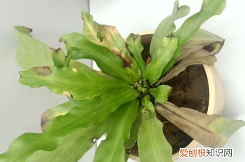 图 鸟巢蕨叶子焦边是什么原因 鸟巢蕨叶子焦边怎么办