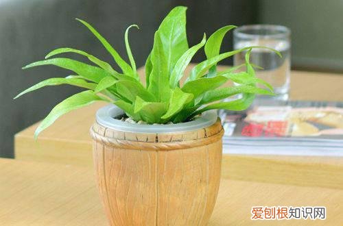 图 鸟巢蕨叶子焦边是什么原因 鸟巢蕨叶子焦边怎么办