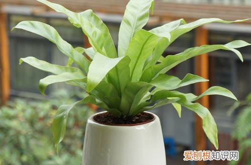 图 鸟巢蕨叶子焦边是什么原因 鸟巢蕨叶子焦边怎么办