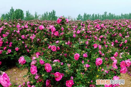 图 室外养什么花好 适合室外养的花有哪些