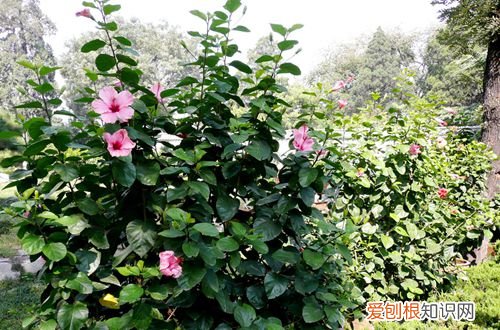 图 室外养什么花好 适合室外养的花有哪些