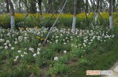 图 室外养什么花好 适合室外养的花有哪些