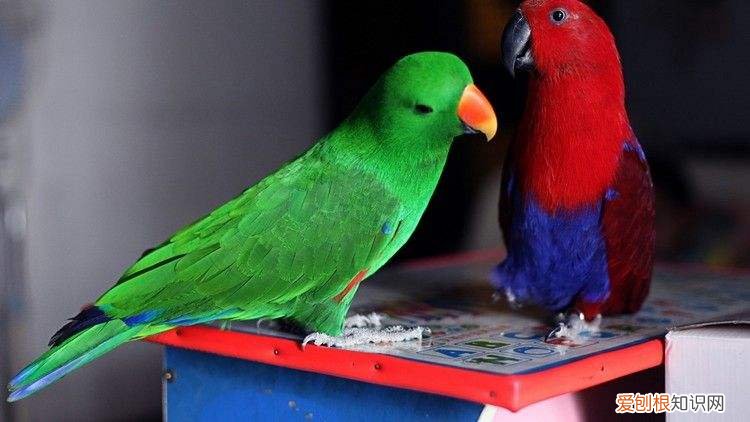 红边折衷鹦鹉价格