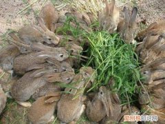 中国野兔怎么养，中国野兔怎么养才能养活