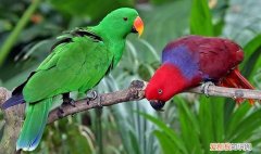 折衷鹦鹉为什么那么贵，鹦鹉很贵吗