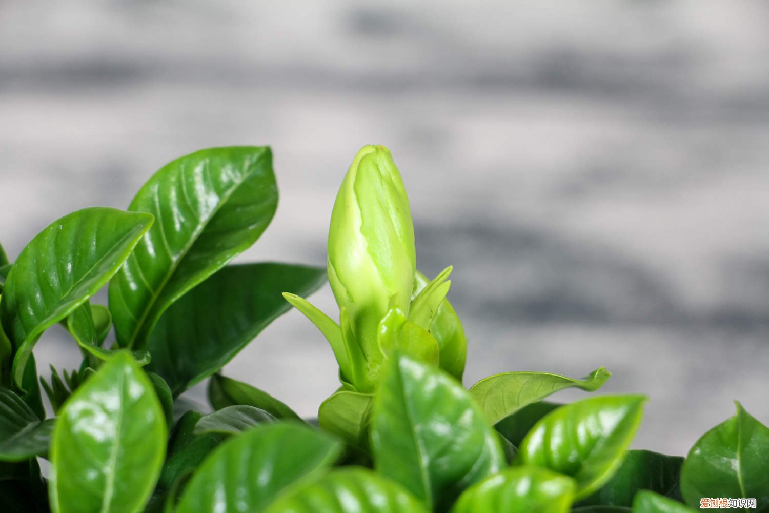 栀子花浇水浇多少 栀子花得浇多少水