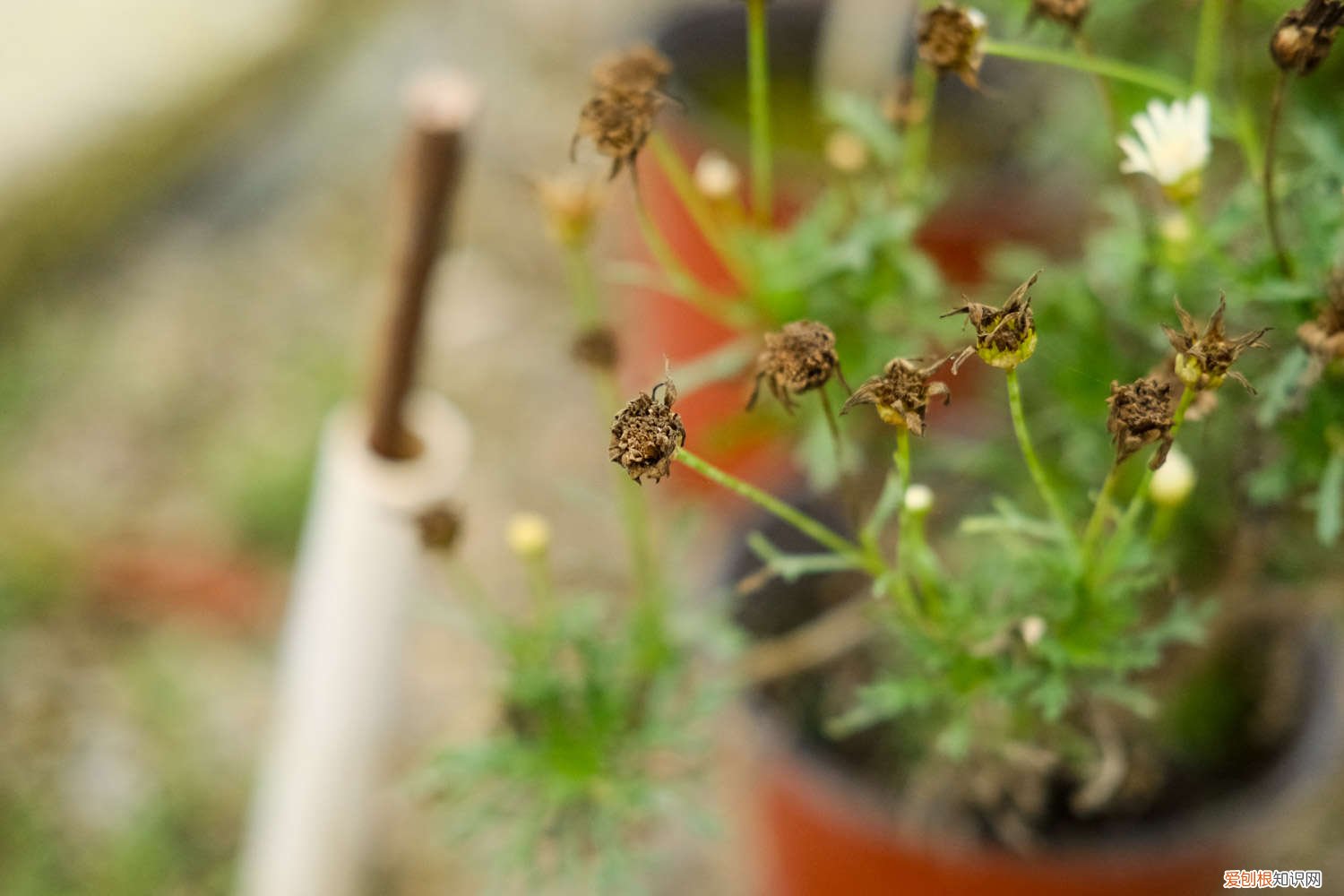 种植菊花株行距是多少厘米 种植菊花株行距是多少