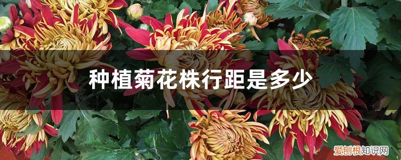 种植菊花株行距是多少厘米 种植菊花株行距是多少