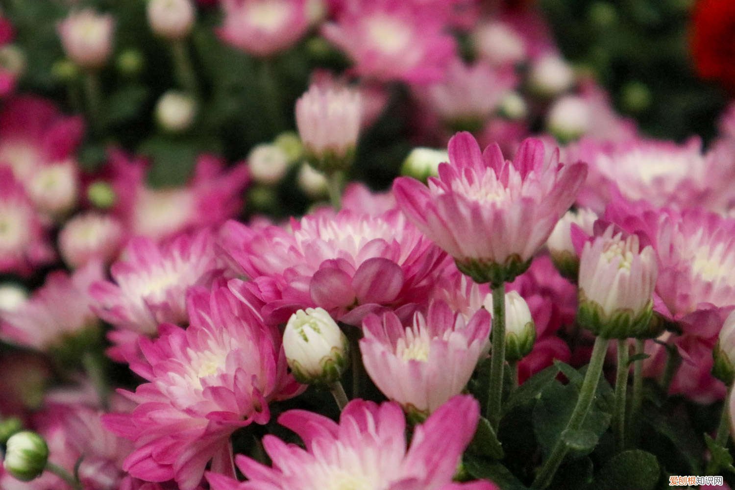 种植菊花株行距是多少厘米 种植菊花株行距是多少