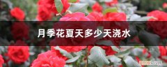 月季花在夏天几天浇一次水 月季花夏天多少天浇次水