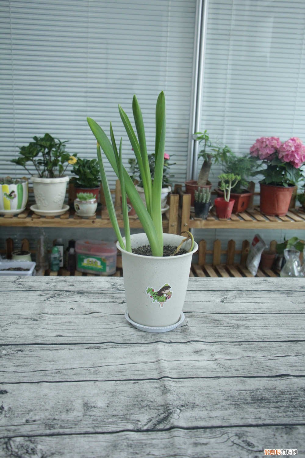 水培风信子用什么水 水培风信子放多少水