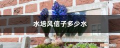 水培风信子用什么水 水培风信子放多少水