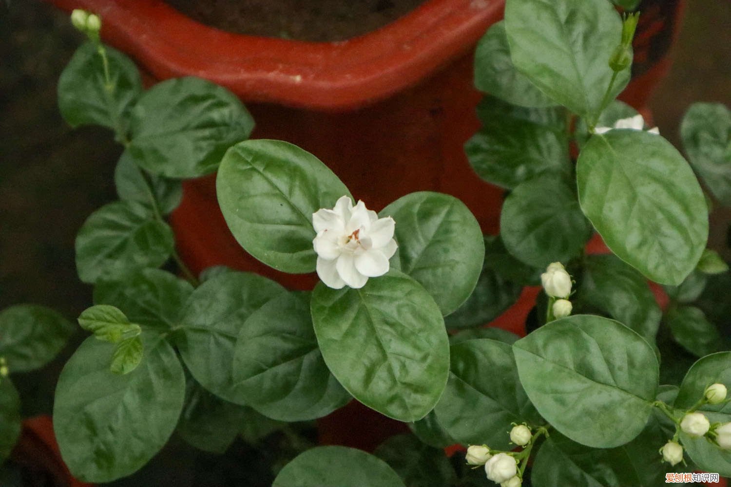 茉莉浇花浇多少毫升水 茉莉浇花浇多少